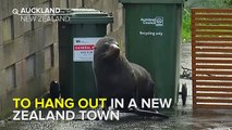 New Zealand Seal Is Huge Fan Of People, Keeps Coming Into Town