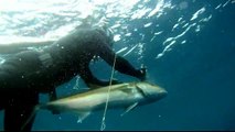 Freediving Spearfishing - 19lb Mutton, Amberjack, Cobia, King Mackerel