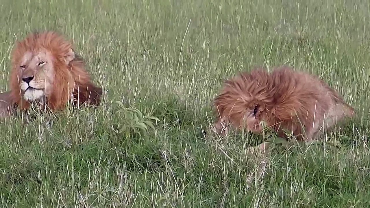 Notch, Coalition of five male lions - Masai Mara - Near Matira Bush Camp - HD