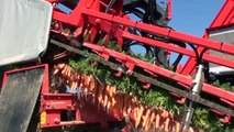 Dewulf GBC - 1-row trailed carrot harvester