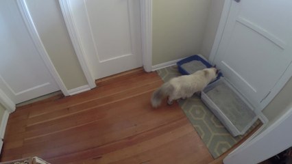 Cat figures out clever way to look outside