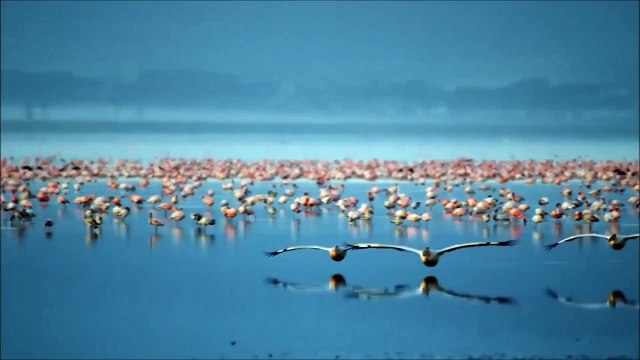 Emilie Jolie (Emilie et le grand oiseau)