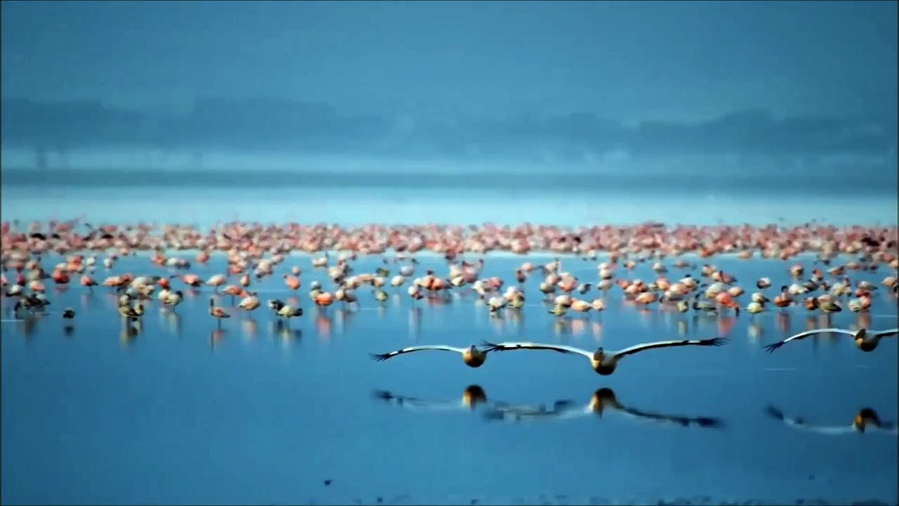 Emilie Jolie  (Emilie et le grand oiseau)