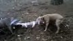 American Staffordshire Terrier Pit Bull Terrier  Tug of War