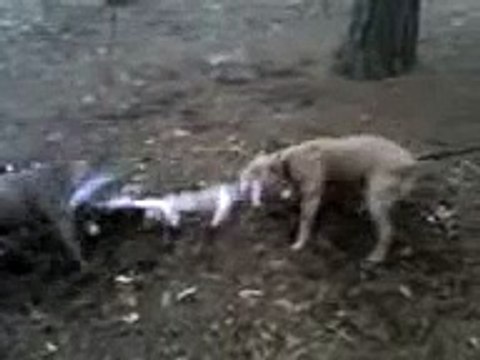 American Staffordshire Terrier Pit Bull Terrier Tug of War