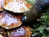 Slug eating mushroom voraciously