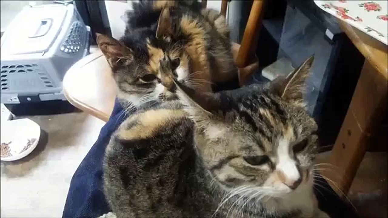 ナナの思い出5 （膝から降りたくない猫達）