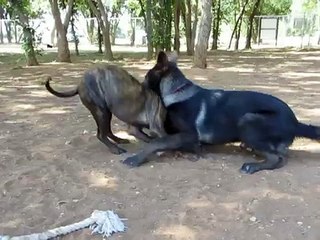 Blue Bay Shepherd Elara and Staffie Vegas playing