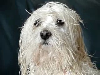 Pompon après la douche