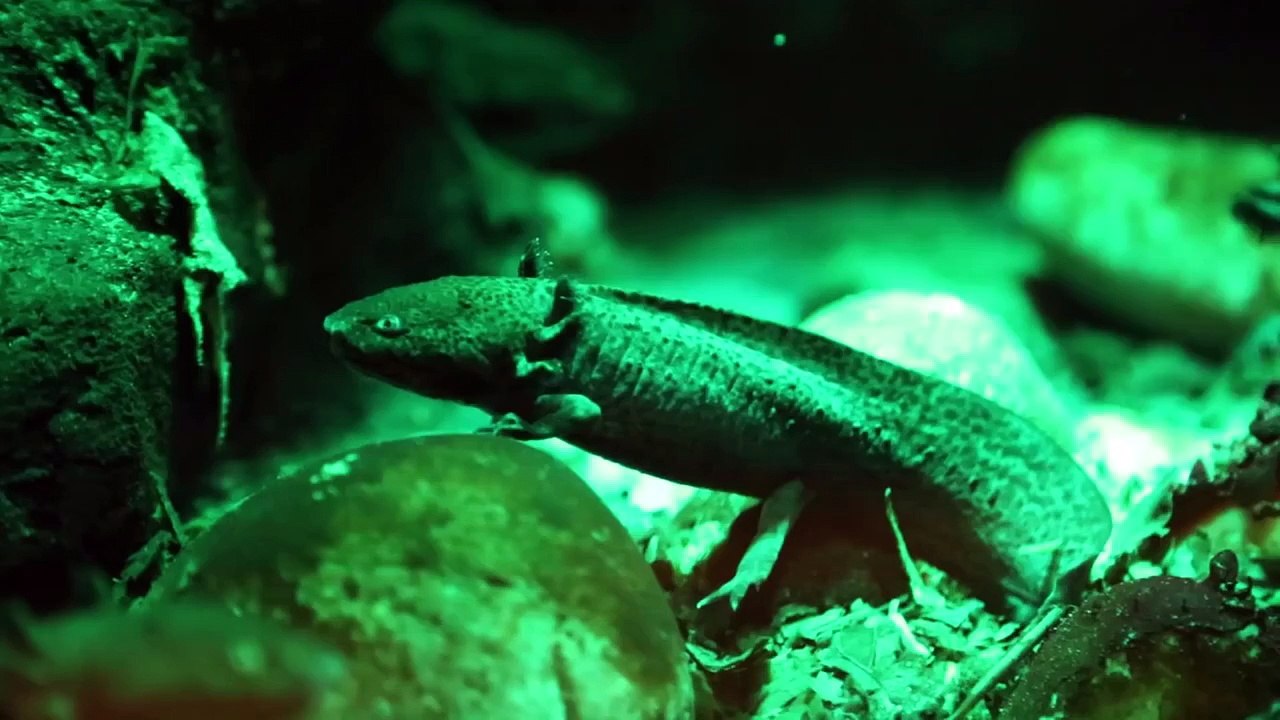 Axolotl | Curious Creatures