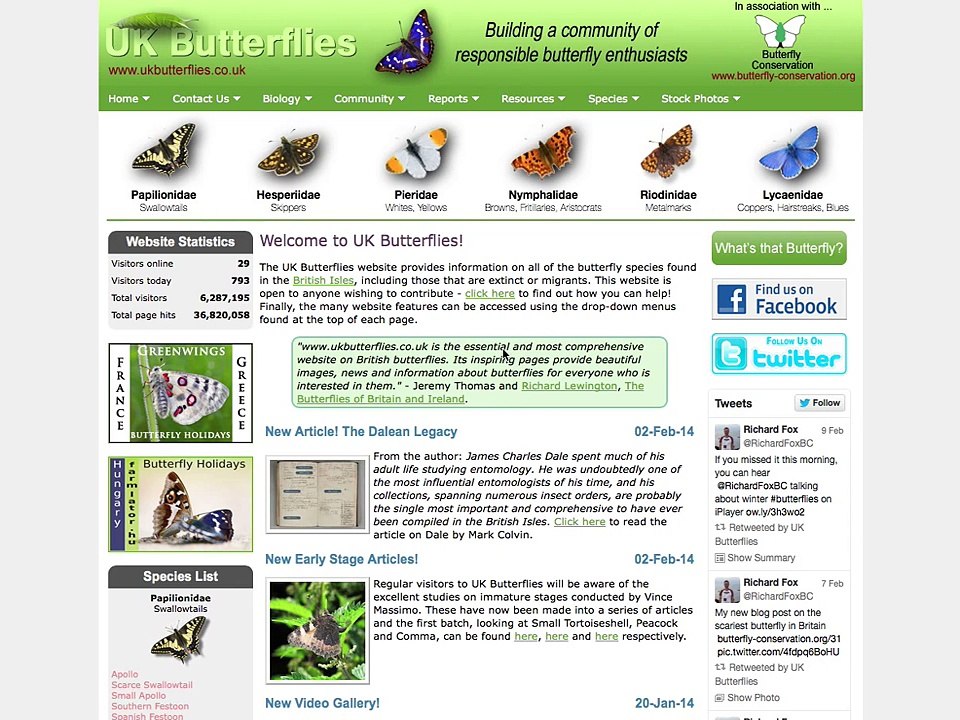 How to identify a butterfly, egg, caterpillar or chrysalis