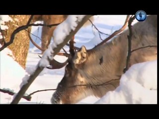 Тимофей Баженов "Серебряное копытце" про животных