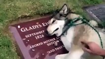 Sahibinin mezarında hıçkırarak ağlayan köpek