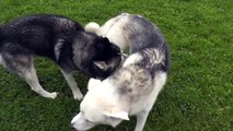 SIBERIAN HUSKY: Two dogs are playing with each other
