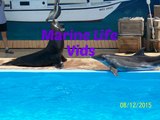 Marine Life Trip: Sea Lion Show