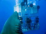 The biggest shark ever filmed appeared in Mexico