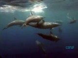 Habitantes dos Mares: Mamíferos - Os Cetáceos