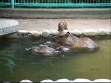 Baby capybaras...want to swim　みんなと泳ぎたい子カピバラ
