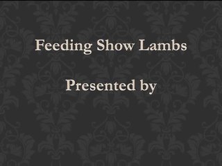 Feeding Show Lambs