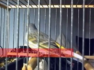 Serin Mozambique  X European Serin