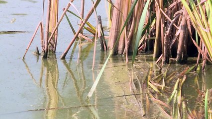 Sécheresse: dans la Dombes, les poissons à l'asphyxie