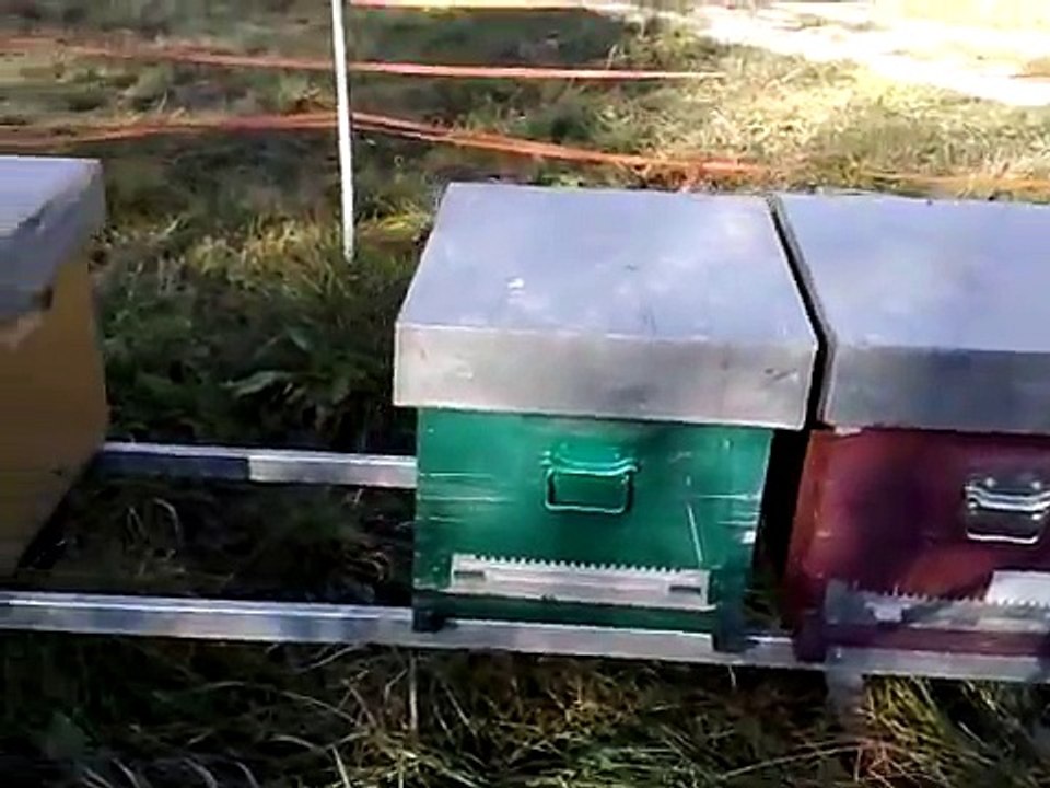 Varroa...alveare distrutto