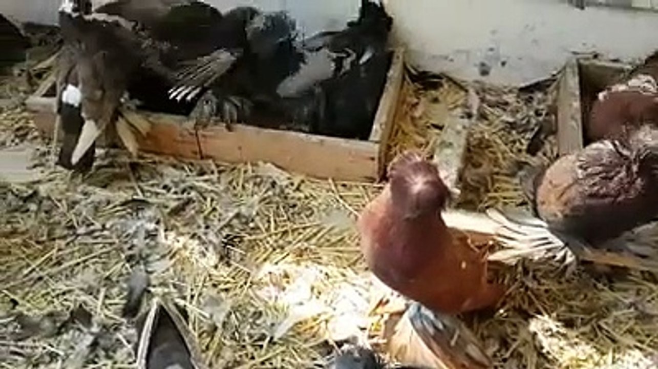 Fantezi Güvercin Irkları / Fancy Pigeon Breeds