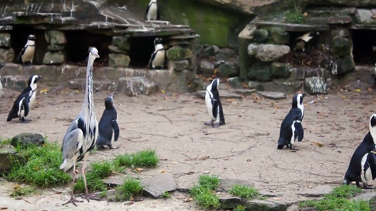 Adelie Penguin - Adelie Penguins of Paulet Island - Warning Animal Violence #2