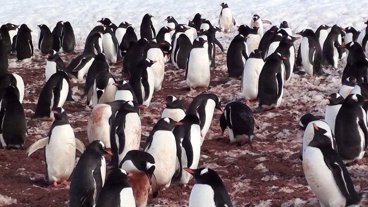 Adelie Penguin - Adelie Penguins of Paulet Island - Warning Animal Violence #1