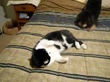 Dog playing with annoyed cat