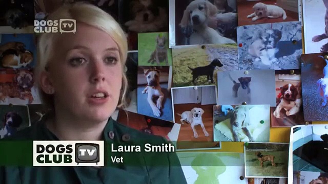 Dog Skin Problems - Vet Advice