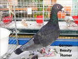 Fantezi Güvercin G, G ile İngilizce göster Güvercin Irkları  / Fancy Pigeon Breeds G, show Pigeons in English with G