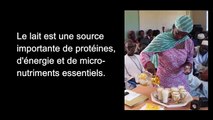 Sénégal génétique laitière : par une meilleure utilisation des races bovines laitières