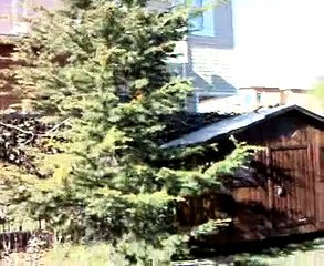 Güvercin & Pigeon 1