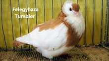 Fantezi Güvercin F ile İngilizce F, Haritayı Güvercin Irkları  / Fancy Pigeon Breeds F, show Pigeons in English with F