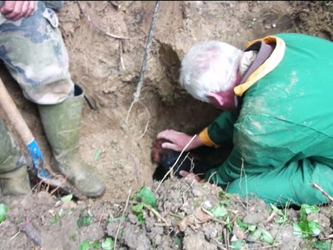 AU DETTERAGE AVEC LES TECKELS DE DU CLOS ESPOIR DE REVE 2015