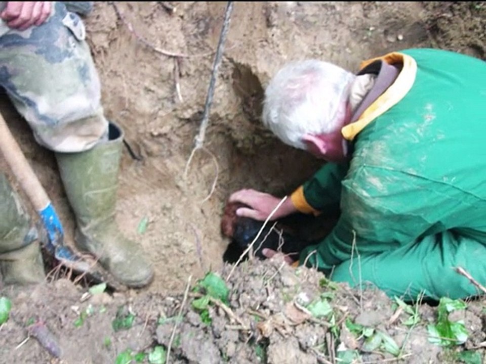 AU DETTERAGE AVEC LES TECKELS DE DU CLOS ESPOIR DE REVE 2015