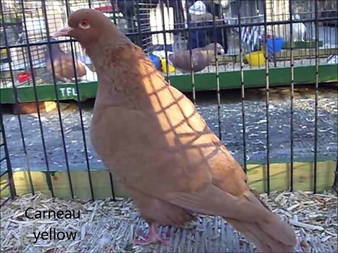 C-D İngilizce Haritayı Güvercin C - D fantezi Güvercin Irkları / Fancy Pigeon Breeds C-D, show Pigeons in English from C - D