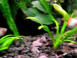 Platy fry in community tank