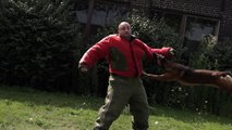 Dogs Playing and Military Dogs Attacking in Slow Motion