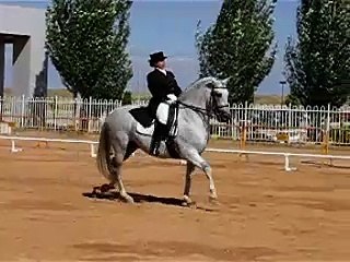 Descubre la Belleza de la Doma Clásica en Salamanca 🐎