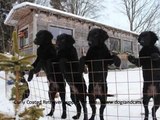 CURLY COATED RETRIEVER puppies - Christmas greetings.