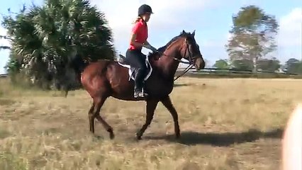 Second Look  - inexpensive bay TB gelding hunter-jumper-eventer, 15.3 hands, 9 years old