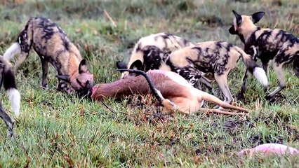 ANIMAL FIGHT - Wild dogs Eating an Impala