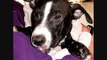 Rescued Bait Dog Completes Schutzhund Obedience Title