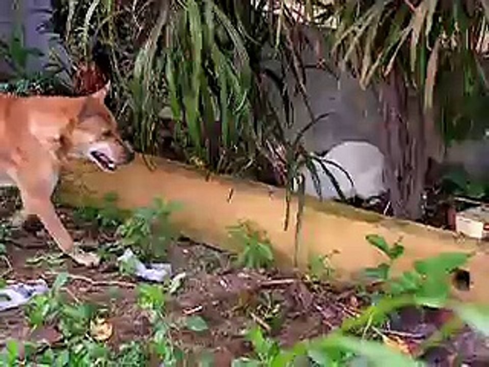 Dog Cat fight