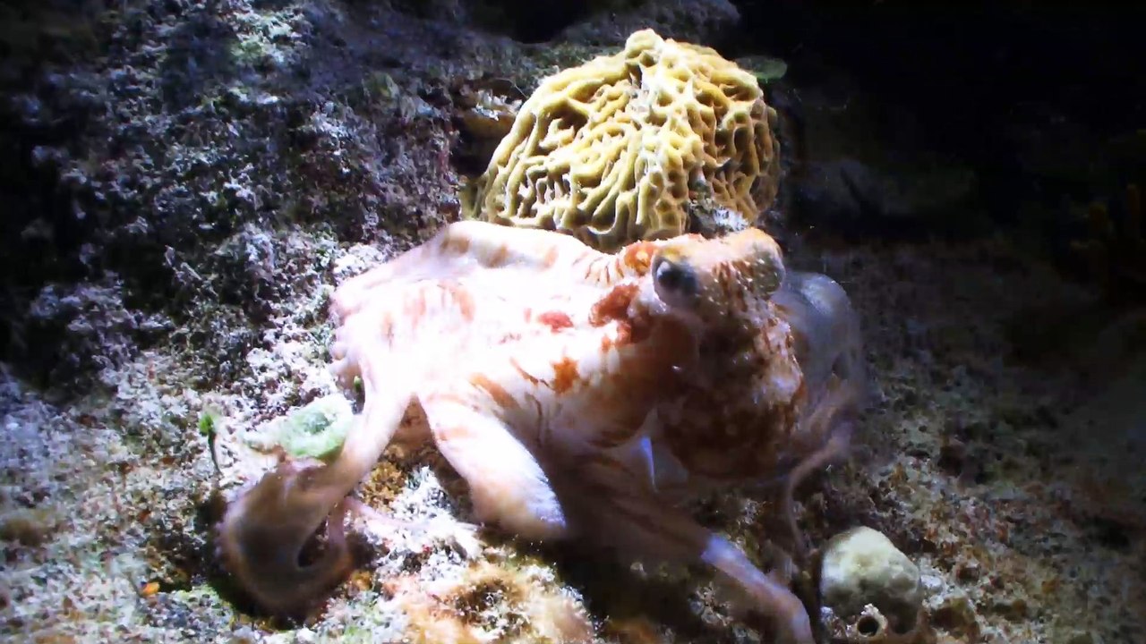 Scientists say octopuses are aliens