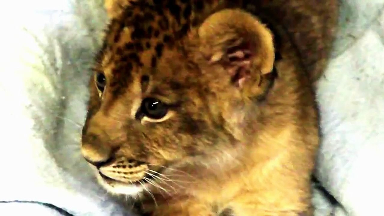Lionceau essaye de rugir
