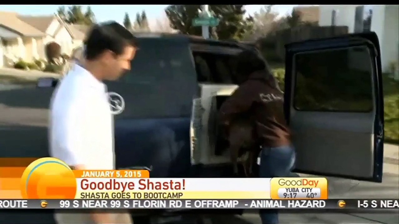 The Local Bark checks in with Good Day Sacramen...