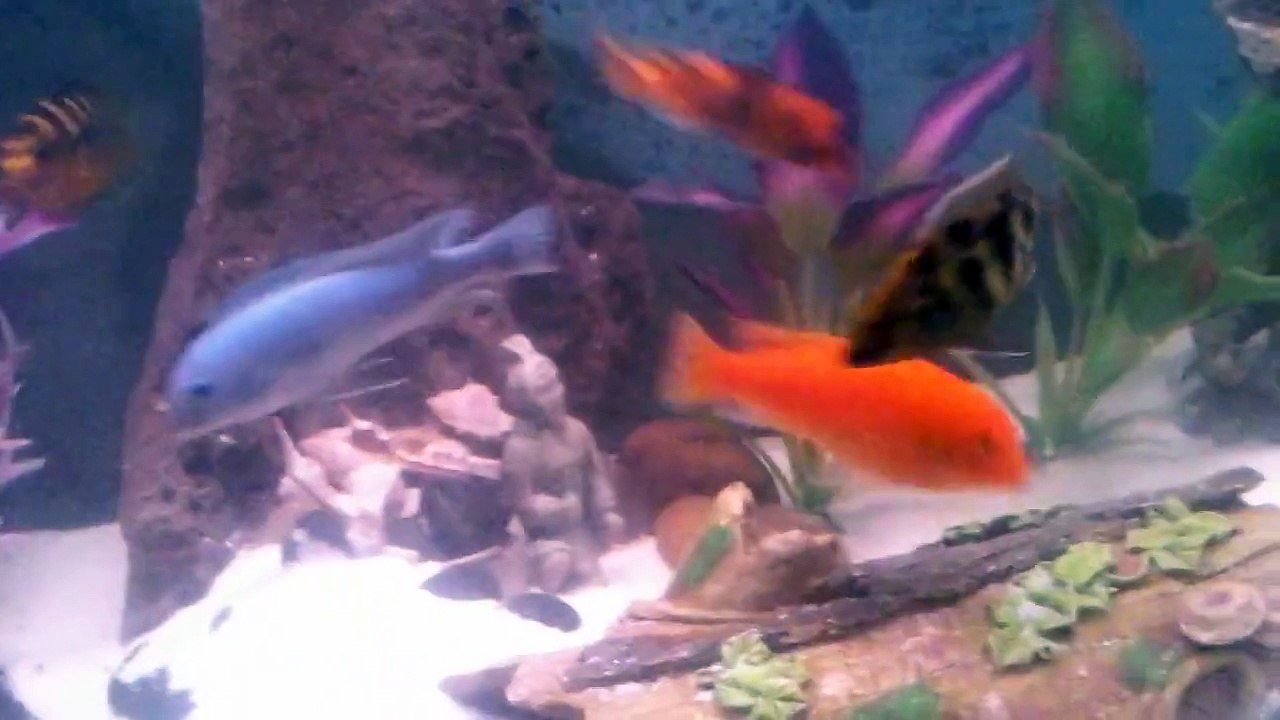 Fish fight?